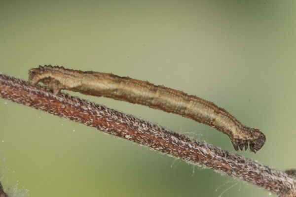 Idaea deversaria: Bild 39