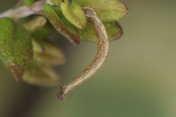 Idaea deversaria: Bild 42