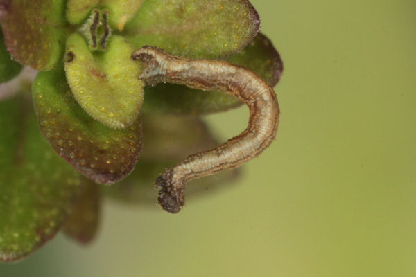 Idaea deversaria: Bild 43