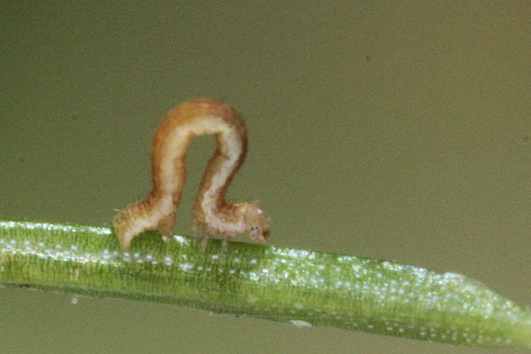 Peribatodes secundaria: Bild 4