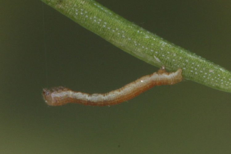 Peribatodes secundaria: Bild 5
