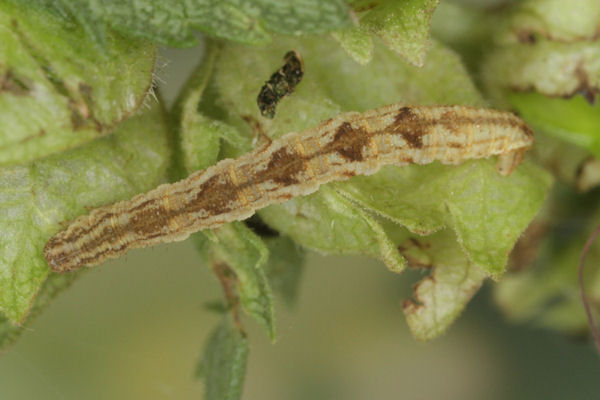 Eupithecia virgaureata: Bild 33