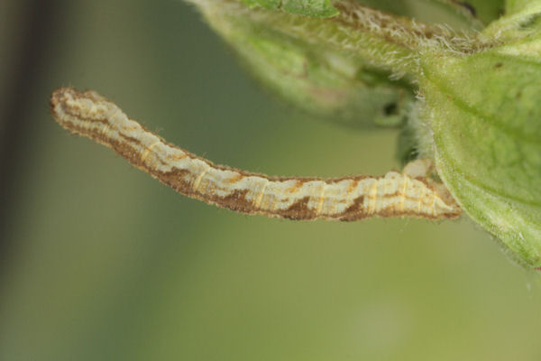 Eupithecia virgaureata: Bild 34