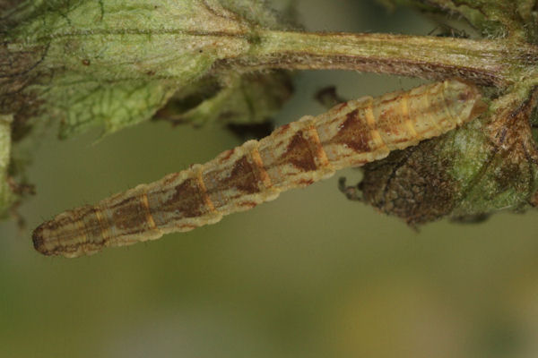 Eupithecia virgaureata: Bild 35