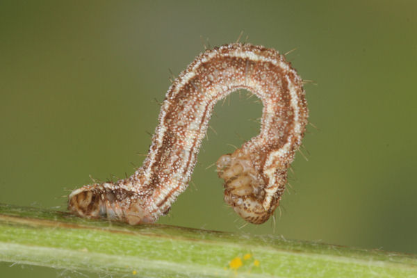 Eupithecia icterata: Bild 33