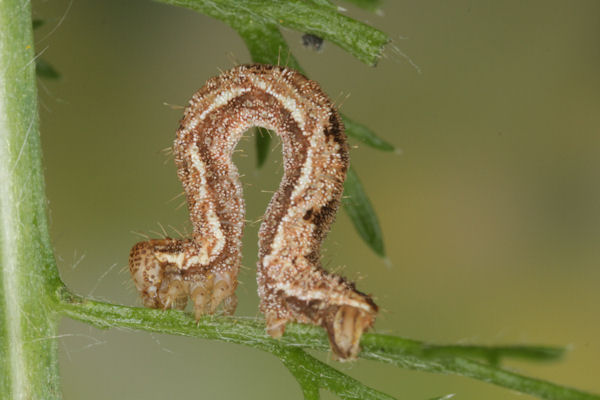 Eupithecia icterata: Bild 34