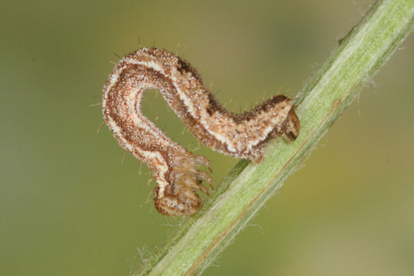Eupithecia icterata: Bild 35
