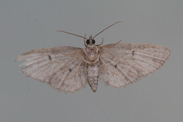 Eupithecia tenuiata: Bild 4