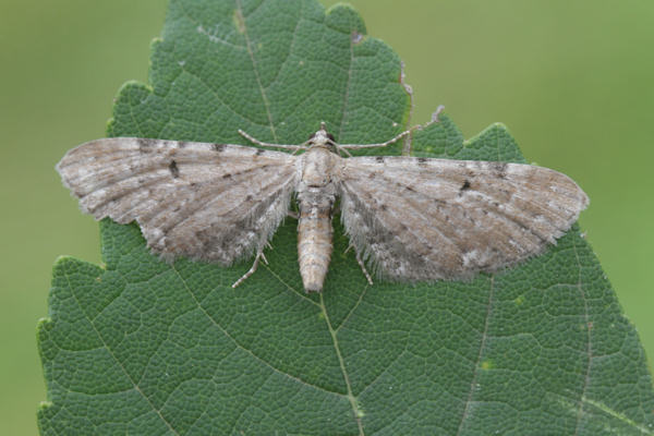 Eupithecia absinthiata: Bild 15