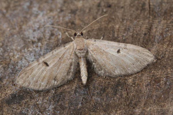Eupithecia absinthiata: Bild 1
