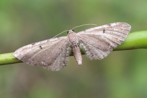 Eupithecia absinthiata: Bild 16
