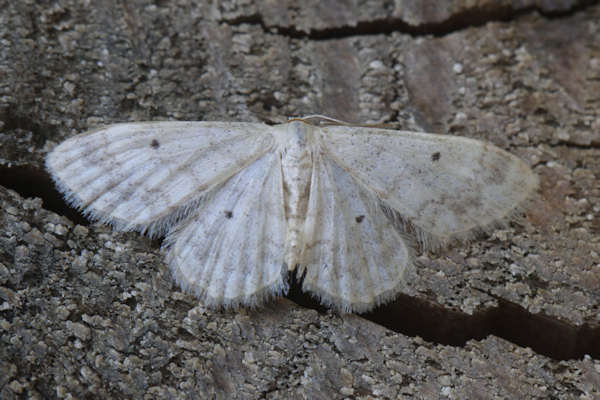 Idaea biselata: Bild 12