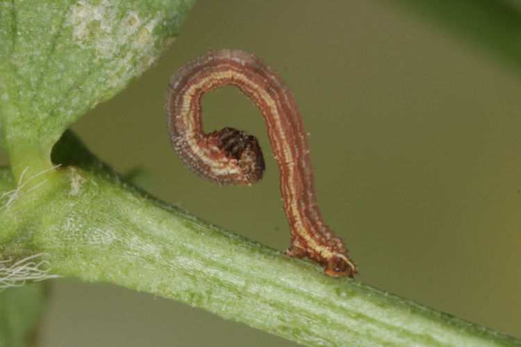 Gnophos furvata: Bild 8