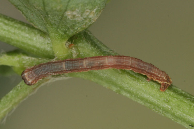 Gnophos furvata: Bild 9