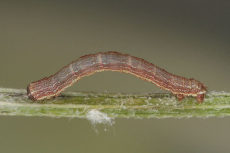 Gnophos furvata: Bild 10