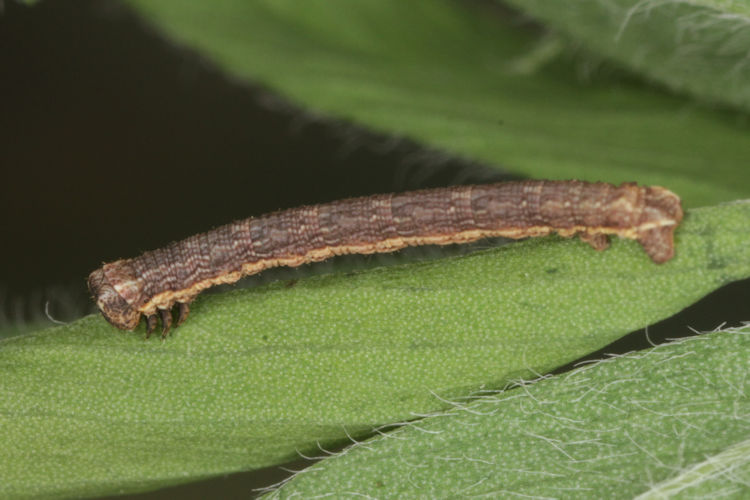 Gnophos furvata: Bild 11