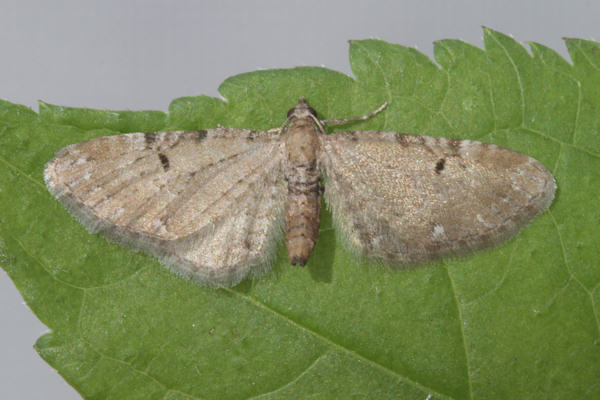 Eupithecia catharinae: Bild 2