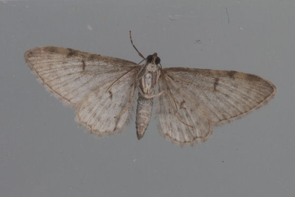 Eupithecia distinctaria: Bild 29