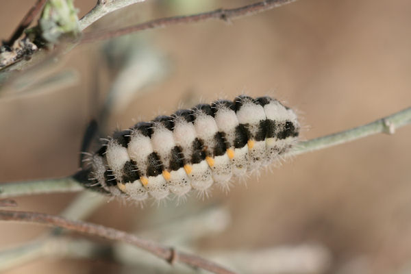 Zygaena rhadamanthus: Bild 1