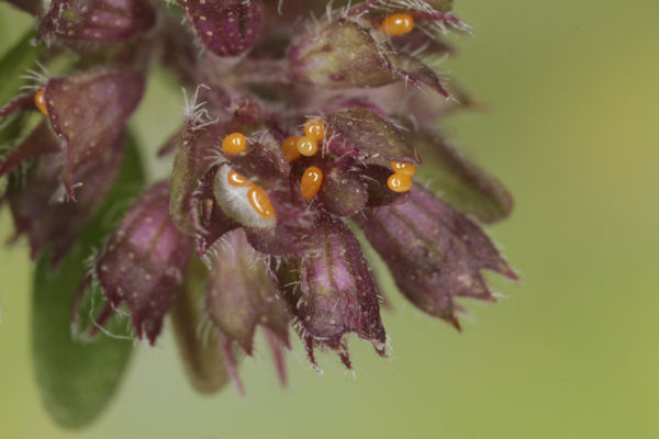 Eupithecia distinctaria: Bild 13