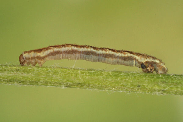 Eupithecia catharinae: Bild 16