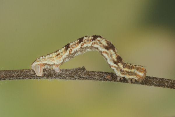 Eupithecia catharinae: Bild 19