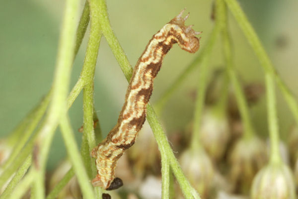 Eupithecia catharinae: Bild 20