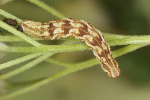 Eupithecia catharinae: Bild 30