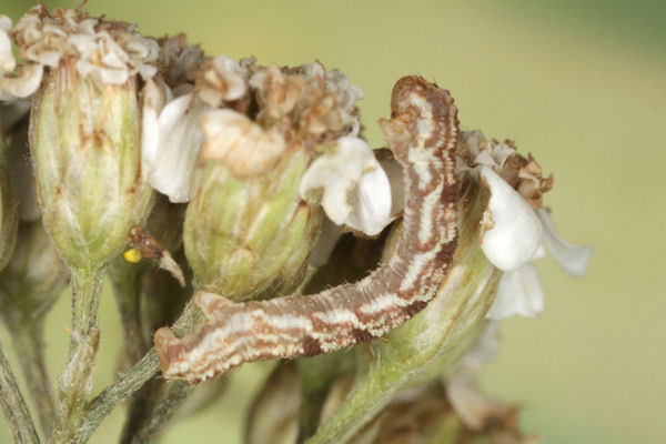 Eupithecia catharinae: Bild 22