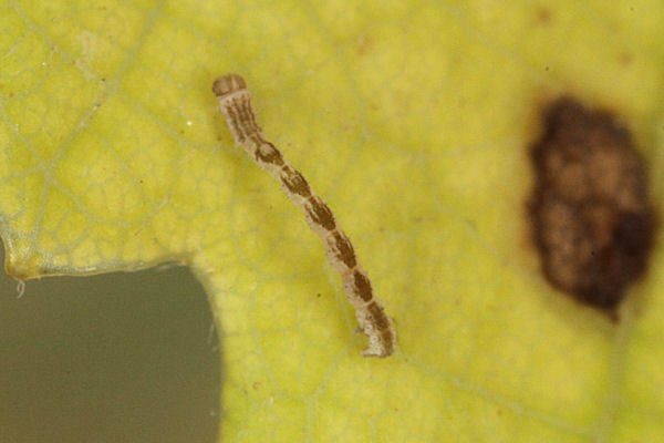 Cyclophora linearia: Bild 21