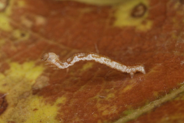 Cyclophora linearia: Bild 23