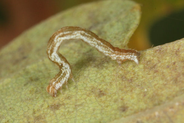 Cyclophora linearia: Bild 24