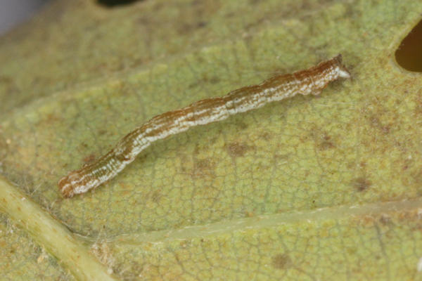 Cyclophora linearia: Bild 25