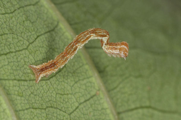 Cyclophora linearia: Bild 26