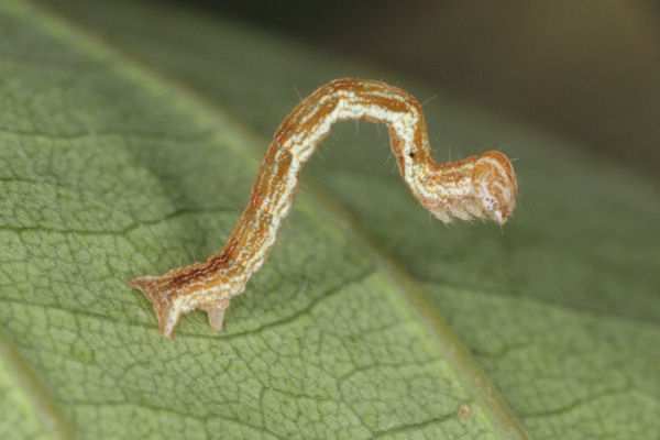 Cyclophora linearia: Bild 27