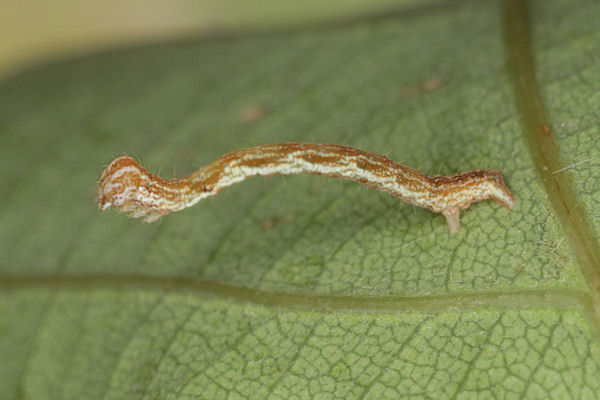 Cyclophora linearia: Bild 28