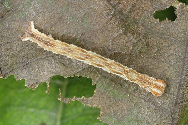 Cyclophora linearia: Bild 29