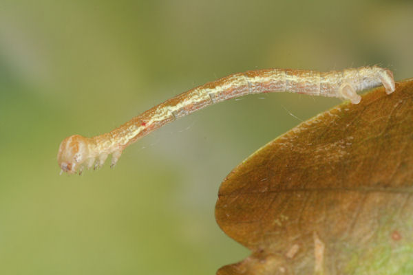 Cyclophora linearia: Bild 31