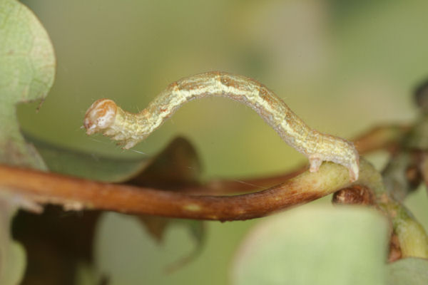 Cyclophora linearia: Bild 32