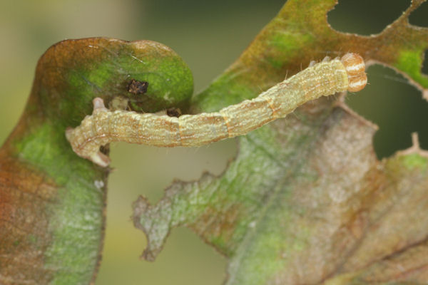 Cyclophora linearia: Bild 33