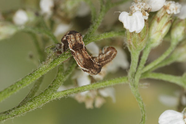 Eupithecia virgaureata: Bild 38