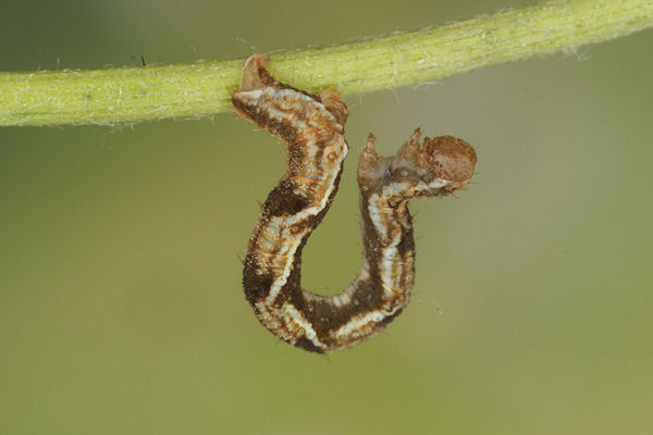 Eupithecia virgaureata: Bild 39