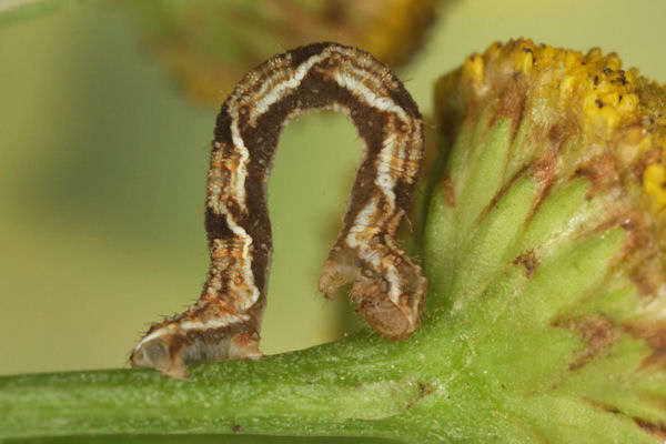 Eupithecia virgaureata: Bild 40