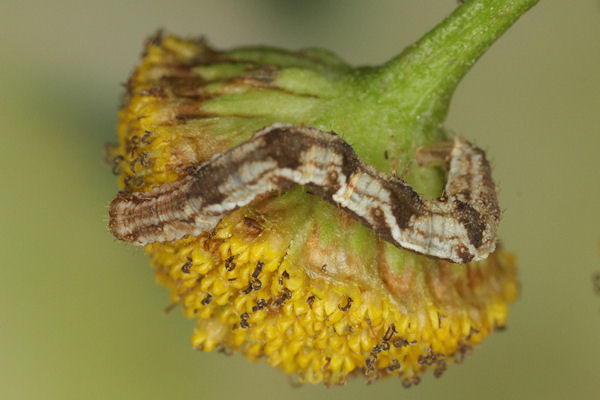 Eupithecia virgaureata: Bild 41