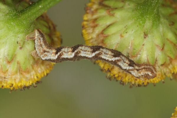Eupithecia virgaureata: Bild 42