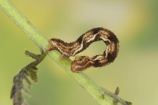 Eupithecia virgaureata: Bild 43