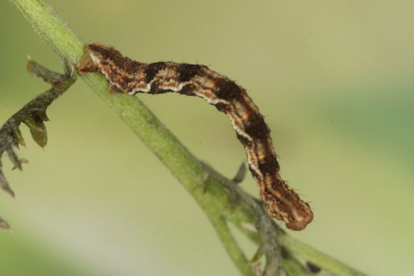 Eupithecia virgaureata: Bild 80