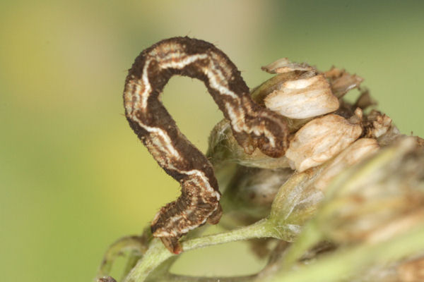 Eupithecia virgaureata: Bild 44