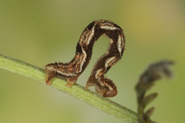 Eupithecia virgaureata: Bild 45