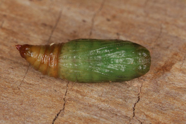 Eupithecia subfuscata: Bild 112